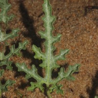 Citrullus colocynthis (L.) Schrad.